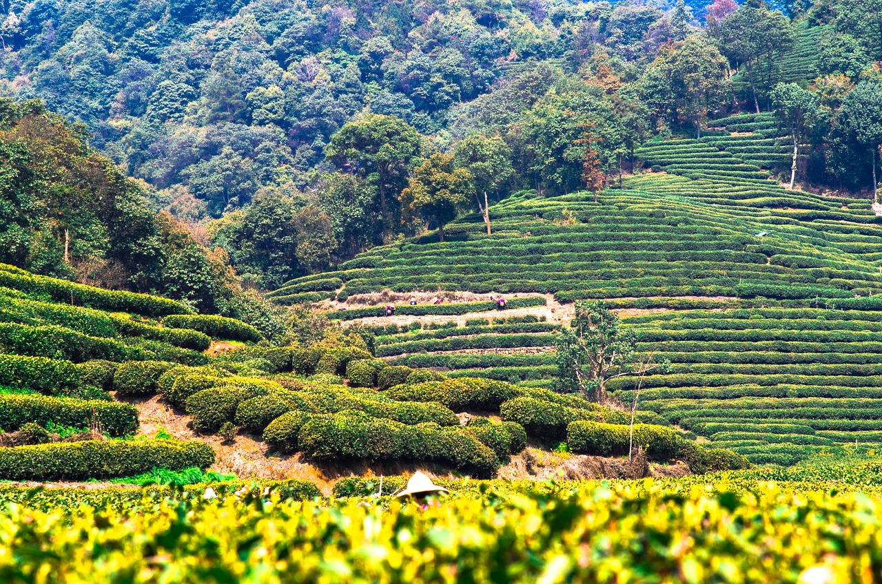 tea growing fields